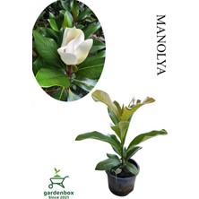 Frefly Store Nura Botanik Yoğun Kokulu Manolya Ağacı Fidanı, Saksılı, 30-60CM, Çok Renkli, Bahçe Bitkisi