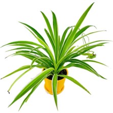 Frefly Store Nura Botanik Kurdele Çiçeği Chlorophytum, Fidesi