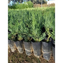 Frefly Store Serada Decor & Plant Leylandi Çit Fidanı, 30-50 Cm, 10 Adet Tüplü, Dış Mekan Ağacı