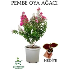 Frefly Store Nura Botanik Pembe Oya Ağacı, Dış Mekan Saksılı, 30-60 Cm, Çok Renkli, Yaprak Güzeli Hediyeli