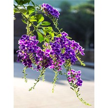 Frefly Store Nura Botanik Duranta Çalısı Ağaç Menekşesi Fidanı, 35-40 Cm, 1 Adet Saksılı/tüplü, Mor