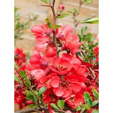 Frefly Store Nura Botanik Yörük Gelini Ağacı Fidanı, 40-70CM, Çok Renkli, Japanese Quince Süs Bitkisi