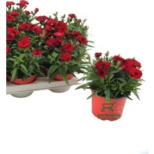 Frefly Store Bitkim Sende Kokulu Bodur Kırmızı Karanfil Çiçeği, 1 Adet Saksılı, 15-25CM, Red Dianthus