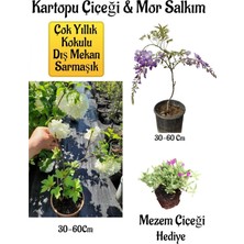 Frefly Store Nura Botanik Kokulu Kartopu Çiçeği, Mor Salkım Ağacı Fidanı, Mezem Çiçeği Hediyeli Peyzaj Seti, 30-60 cm