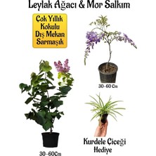 Frefly Store Gardenbox Yoğun Kokulu Leylak Ağacı Fidanı, Mor Salkım Ağacı Fidanı, Kurdele Çiçeği Hediyeli Peyzaj Seti, Çok Renkli
