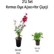 Frefly Store Nura Botanik Kırmızı Oya Ağacı + Itır Çiçeği (Gül Damlası) Dış Mekan Bitkisi, 2'li Set