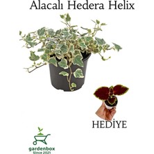Frefly Store Nura Botanik Hedera Helix Duvar Ağacı Sarmaşığı, Saksılı, 20-40CM, Yaprak Güzeli Hediye