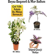 Frefly Store Nura Botanik Beyaz Begonvil Çiçeği, Mor Salkım Ağacı Fidanı, Telgraf Çiçeği Hediyeli Bahçe Peyzaj Seti