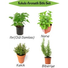 Frefly Store Aromatik Kokulu Mutfak Seti Itır Çiçeği+Nane+Kekik+Biberiye Fidesi 4 Adet, BTS010NA0818