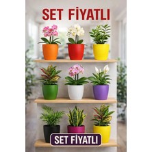 Plant Home Power Mix 5’li Orkide Dekoratif Saksı Seti 1,25 L – Kırılmaz Plastik, Renkli, Tabaksız