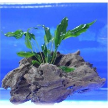 1001 Anubias Minima Canlı Bitki