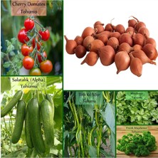 Frefly Store Fento 6'lı No7 Çeri Domates Salatalık Tohumu Frenk Maydanoz Tohumu 1 kg Kıska Soğan Tohumu Iska