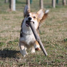 Bama Pet Ikili Baby Köpek Oyuncağı Mavi