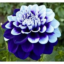 Çiçek Life 7 Adet Yıldız Çiçeği Soğanı ( Dahlia Yumrusu ) Özel Renk