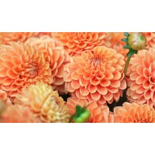 Çiçek Life 3 Adet Yıldız Çiçeği Soğanı ( Dahlia Yumrusu ) Sarı Renk