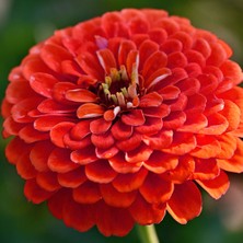 Çiçek Life 10 Adet Yıldız Çiçeği Soğanı ( Dahlia Yumrusu ) Turuncu Renk