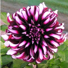Çiçek Life 5 Adet Yıldız Çiçeği Soğanı ( Dahlia Yumrusu ) Koyu Pembe Renk