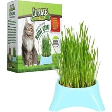 Jungle-Fileli Kedi Çimi