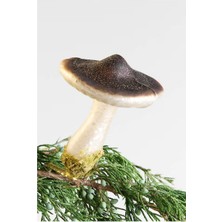 Crate & Barrel Taupe Glass Mushroom Christmas Ornament El Boyama Mantar Süsü