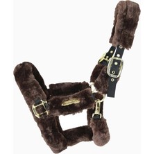 Kentucky Horsewear Kuzu Postlu Transport At Halteri