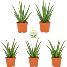 Fidan Sepetim Aloe Vera Bitkisi 5'li Ekonomik Paket
