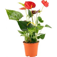 Antoryum Çiçeği 30CM 'anthurium Andraeanum' (Flamingo Çiçeği)