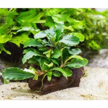 1001 Bucephalandra Green Way Saksı Canlı Bitki