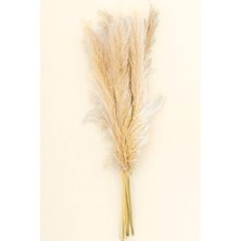 1001 Pampas (Cortaderia Selloana) – Doğal ve Şık Dekoratif Bitki