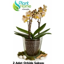 Plant Home Power Mix 2 Adet Şeffaf Cam Orkide Saksısı - Dekoratif,, Işığı Geçiren Bitki Saksısı