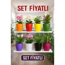Plant Home Power Mix 9 Adet Rengarenk Dekoratif Orkide Saksısı - Orkide Dış Saksıları Toplu Fiyatı