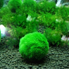 Brf Store Su Store Mossball Marimo Patara Canlı Yosun Topu 3-5 cm Canlı Kolay Akvaryum ve Su Bitkisi
