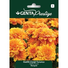 Genta Kadife Çiçeği Turuncu Tohumu