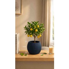 Deng Tasarım Dengtasarım Dekoratif Lacivert Çizgili Saksı 12 cm – Modern 3D Baskı Çiçeklik ve Bitki Saksısı