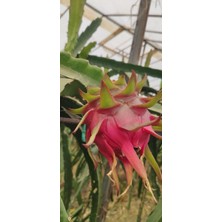 Anamur Meyvecim Ejdermeyvesi Pitaya 1kg Tazehasat