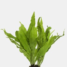 Moss Akvaryum Java Fern Microsorum Pteropus 1 Kök (5-6 Yaprak)