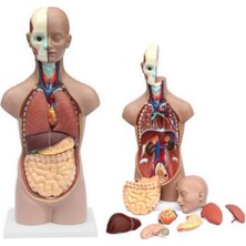 ECE Insan Vücudu Modeli Torso 50 cm 11 Parça Cinsiyetsiz Kaideli