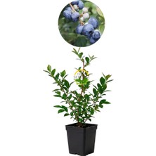 Fidan Sepetim 2 Yaş BlueGold Çeşiti Yaban Mersini Fidanı