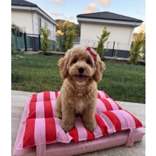 Loi & Lui Pets Ergonomik Kedi &köpek Yatağı 60X50CM Yıkanabilir & Sıvı Itici Özellikte Çift Katmanlı