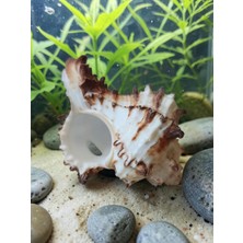Hureggo Doğal Dikenli Murex Deniz Kabuğu Akvaryum ve Ev Dekoru (8 Cm)