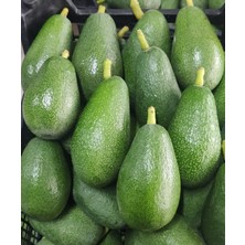 Anamur Meyvecim Avokado 2 kg Dalındantaze Hasat