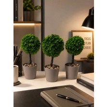 Kastasaksı 3ADET 18X8 cm Bitkili Mini Top Şimşir Ofis Masası Yemek Cafe Masası Için Modern Dekoratif