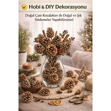 Doğal Boyasız Renksiz Kozalak (10ADET)