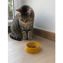 Patimalt Pati Desen Model Beton Kedi Köpek Mama ve Su Kabı 13 cm Çap x 4 cm - Bronz