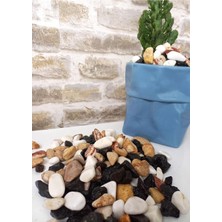 Asenya Renkli Çakıl Taşı 1 kg 1-2 cm Saksı Dibi Teraryum Saksı Süs Vazo Dibi Dekoratif Dolomi