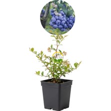 2 Yaş Sunshine Blue Çeşiti Yaban Mersini Fidanı