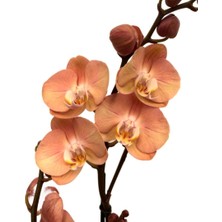 Phalaenopsis 'suki' (Turuncu Orkide) Ø12 cm Y70-80 cm