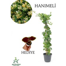 Yoğun Kokulu Hanımeli Çiçeği 50-70CM 1 Adet Saksılı