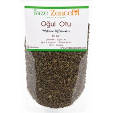 Taze Zencefil Oğul Otu