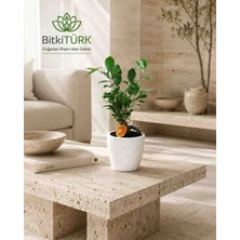 Bitkitürk Ithal Ficus Bonsai Beton Saksıda 35+ cm Dekoratif Iç Mekan Bitkisi