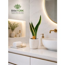 Bitkitürk Beton Saksıda Paşa Kılıcı( Sansaveria) Iç Mekan , Salon Bitkisi , Hediyelik.
